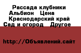 Рассада клубники Альбион › Цена ­ 15 - Краснодарский край Сад и огород » Другое   